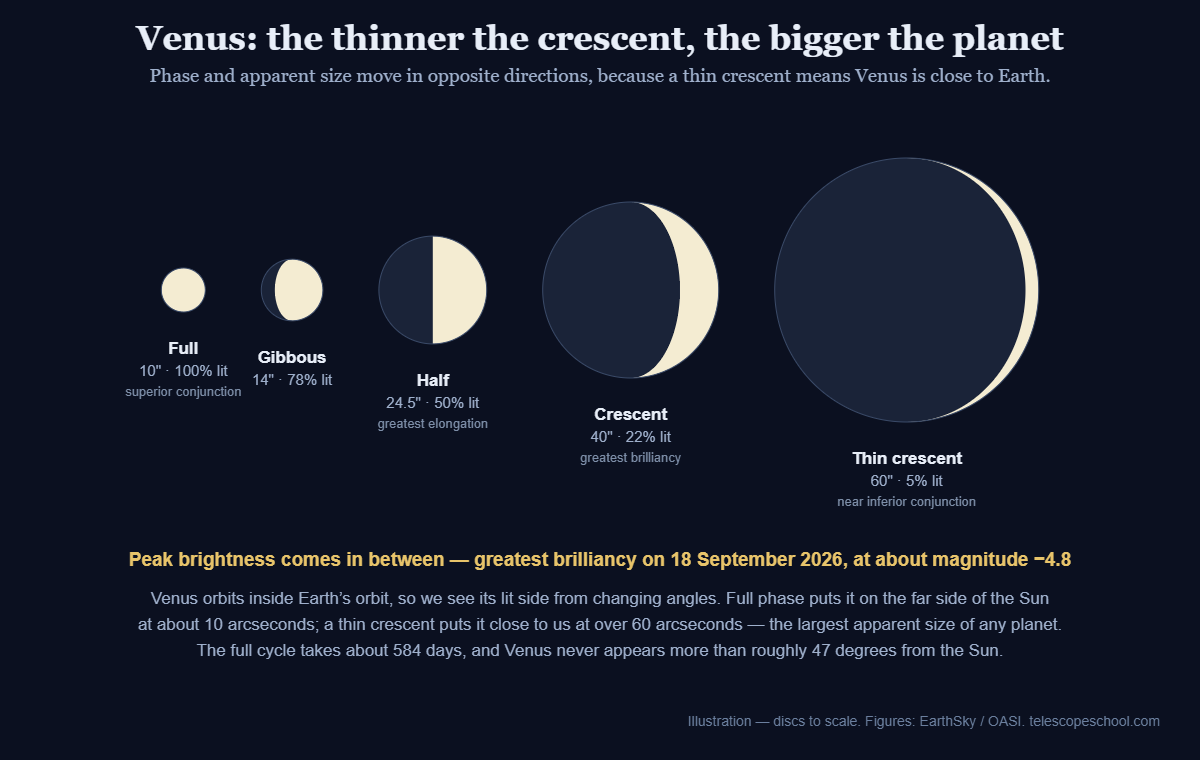 Venus phases drawn to scale showing apparent diameter increasing from 10 to 60 arcseconds as the phase thins